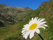 Da Ca San Marco al PASSO-LAGO di VERROBBIO ad anello salendo dall'ALTA VIA MERCATORUM -1lu25  - FOTOGALLERY